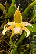 Orchid (Bulbophyllum lobbii) Sabah, Borneo.