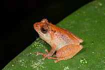 Brown bush frog (Philautus petersi) Kinabalu National Park, Sabah, Borneo.