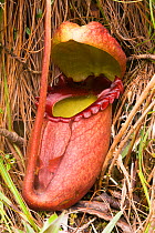 Giant pitcher plant (Nepenthes rajah) Kinabalu National Park, Sabah, Borneo.
