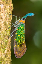 Lantern bug (Pyrops whiteheadi) Sukau, Sabah, Borneo,.