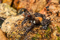 Pied mossy frog (Theloderma asperum) captive occurs in South East Asia.