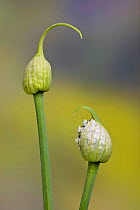 Onion flower (Allium ascalonicum) in garden.