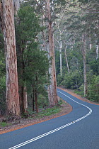 Karri trees (Eucalyptus diversicolor) growing along the Vasse Highway, near Pemberton, Western Australia.