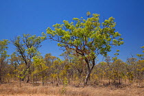 Eucalyptus woodland near Cooktown, Queensland, Australia.