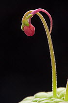 Lau's Butterwort (Pinguicula laueana) occurs in Mexico.