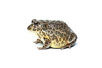 South African Dwarf Bullfrog (Pyxicephalus edulis) on white background, captive, occurs in Southern Africa.