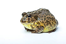 South African Dwarf Bullfrog (Pyxicephalus edulis) on white background, captive occurs in Southern Africa.