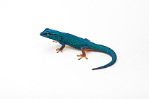 Electric blue day gecko (Lygodactylus williamsi) on white background, endemic to Tanzania. Critically endangered species.