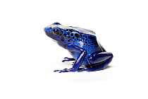 Blue Poison Dart Frog (Dendrobates azureus) on white background, captive occurs in Brazil and Suriname.