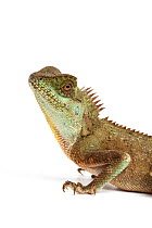 Mountain horned lizard (Acanthosaura crucigera) captive occurs in Asia.