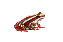 Phantasmal poison dart frog (Epipedobates tricolor) on white background, captive endemic to Ecuador. Endangered species.