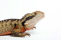 Eastern water dragon (Physignathus lesueurii lesueurii) male on white background, captive occurs in Australia.