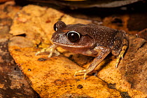 Kinabalu Large-Eyed Litter Frog (Leptobrachium gunungense) Kinabalu National Park, Sabah, Borneo.