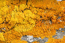 Yellow Lichen (Xanthoria parietina) Valgrisenche, Italian Alps, Italy, July.