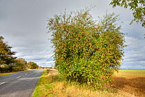 Roadside apple (Malus) tree, Lincolnshire, England, UK, October.