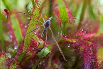 Remains of a cranefly entangled in the sticky leaves of a Cape sundew (Drosera capensis).