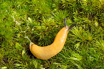 Lemon slug (Malacolimax tenellus ) UK.