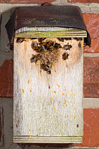 Common carder bee (Bombus pascuorum) colonising old bird nesting box, UK.
