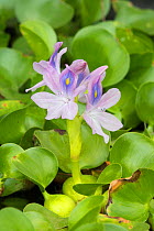 Water hyacinth (Eichhornia crassipes) cultivated, occurs in South America.