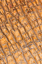 Bark of Desert Fan Palm (Washingtonia filifera) California, USA, May.
