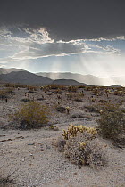 Rainclouds with sunbeams shining through, Anza-Borrego Desert, Southern California, USA, May.