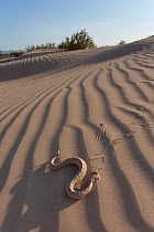 Sidewinder (Crotalus cerstastes) in sand dunes, Anza-Borrego Desert State Park, California, USA, May.