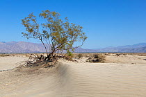 Creosote bush (Larrea tridentata) Anza-Borrego Desert, California, USA, May.