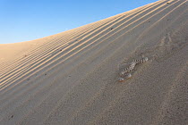 Sidewinder or Horned rattlesnake (Crotalus cerastes) on sand dune, California, USA, May.