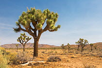 Joshua Trees (Yucca brevifolia) in habitat, Joshua Tree National Park, California, USA, May.