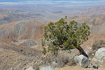 Juniper tree (Juniperus californica) Joshua Tree National Park, California, USA, May.