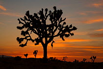 Joshua Tree (Yucca brevifolia) at sunset, Joshua Tree National Park, California, USA, May.