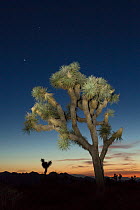 Joshua Tree (Yucca brevifolia) at sunset, Joshua Tree National Park, California, USA, May.