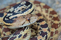 Great Basin Gopher Snake (Pituophis catenifer deserticola) Joshua Tree National Park, California, USA, May.