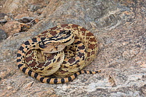 Great Basin Gopher Snake (Pituophis catenifer deserticola) Joshua Tree National Park, California, USA, May.