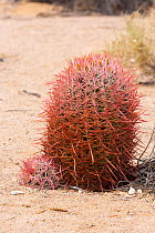 Red Barrel Cactus (Ferocactus pilosus) Joshua Tree National Park, California, USA, May.