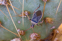 Cactus Bug  (Chelinidea vittiger) on Opuntia, Joshua Tree National Park, California, USA, May.