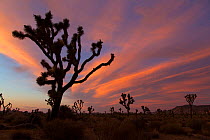 Joshua Tree (Yucca brevifolia) silhouetted at dusk, Joshua Tree National Park, California, USA, May.