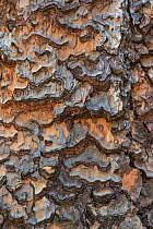 Bark of Giant Redwood tree (Sequoiadendron giganteum) Sequoia National Park, California, USA, May.