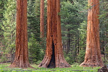 Giant Sequoia (Sequoiadendron giganteum) Sierra Nevada, California, USA, May.