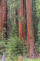 Giant sequoia (Sequoiadendron giganteum) tree trunk, Sierra Nevada, California, USA, May.