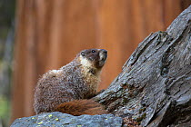 Yellow-bellied marmot (Marmota flaviventris) Sequoia National Park, California, USA, May.