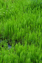 Water Horsetail / Swamp Horsetail (Equisetum fluvatile) Sierra Nevada, California, USA, May.