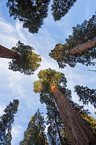 Giant sequoia (Sequoiadendron giganteum) Sierra Nevada, California, USA, May.
