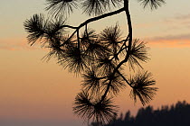Ponderosa Pine (Pinus ponderosa) branch silhoutted against sunset, Sierra Nevada, California, USA, May.