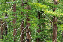 Coastal Redwood trees (Sequoia sempervirens) at Pfeiffer Big Sur State Park, California, USA, June..
