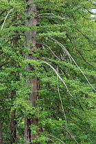 Coastal Redwood trees (Sequoia sempervirens) at Pfeiffer Big Sur State Park, California, USA, June..