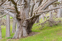 Monterey Cypress tree (Cupressus macrocarpa) Point Lobos, Monterey, California, USA, June.. Endemic to California.