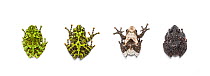 Bug-eyed frogs (Theloderma) four different species : Vietnamese mossy frog (Theloderma corticale) Chapa bug-eyed frog (Theloderma bicolor),  Pied warty frog (Theloderma asperum) and Chantaburi warted...