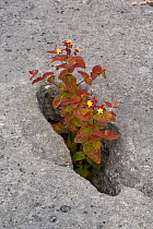 Tutsan (Hypericum androsaemum) growing on limestone pavement, Lancashire, England, UK, July.