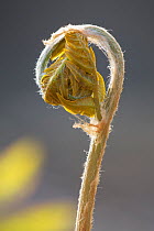 Royal Fern (Osmunda regalis) unfurling frond.